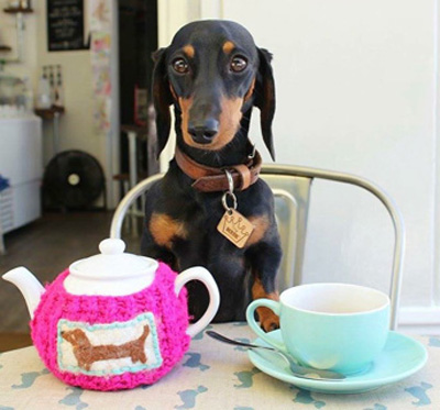 sausage-dog-400.jpg